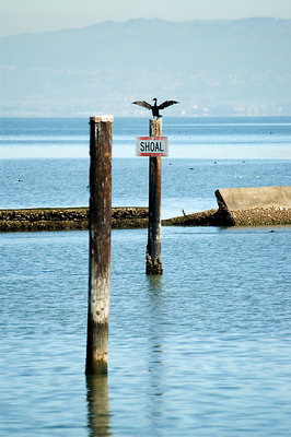 Shoal