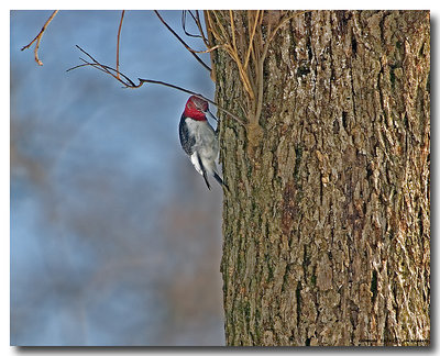 Red-Headed Woodpecker (Male)