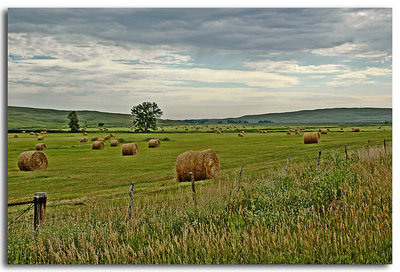 Hay Meadow