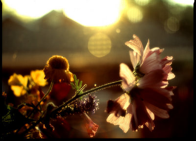 Bye Bye sun #2