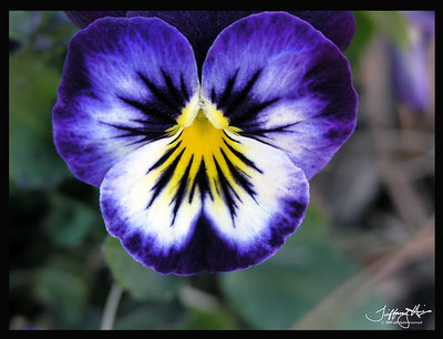 pansy