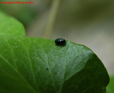 ayder 5