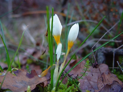 crocus/cigdem