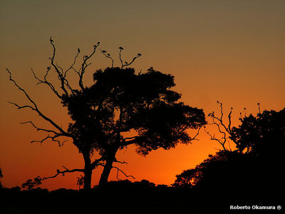 Pantanal Matogrossense #2