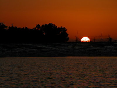 Red Mangroves!