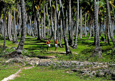 Coconut Trees Forest