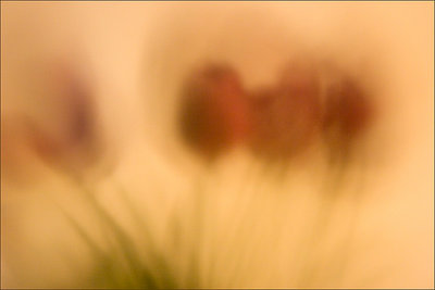 Tulips (Mason Jar)