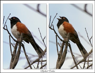 Spotted Towhee - Diptic