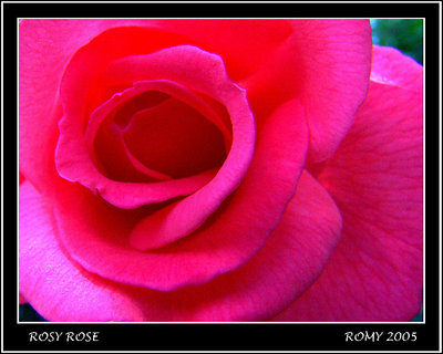 Rosy rose !!!