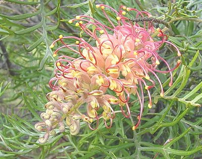 Grevillia