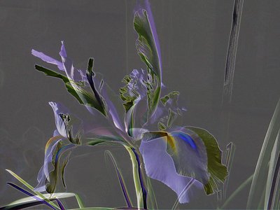 Double iris