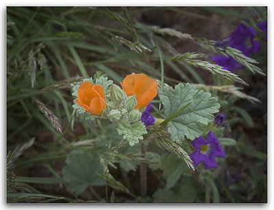 Globe Mallow