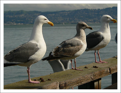 Seagulls at Pier 39