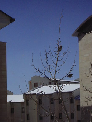 sunbathing sparrows