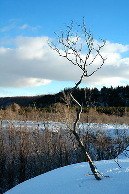 Tree at Blue (no fence for A)