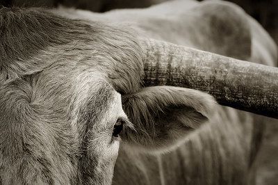 Bull's Eye