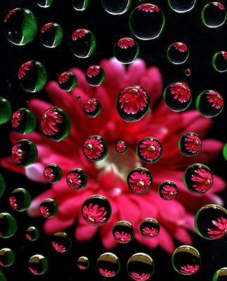 Red Flower with Water Drops