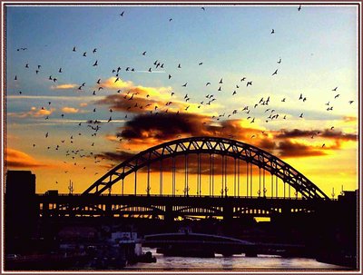 Birds Over The Tyne