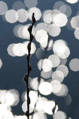 Pussywillow in the sun