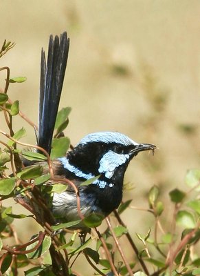 Fairy Wren Male