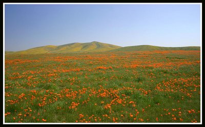 Poppy Reserve III