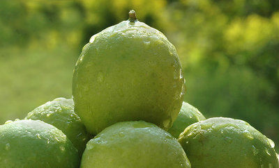 Fresh Lemon from my garden