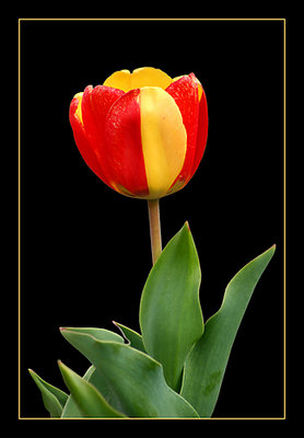 tulip