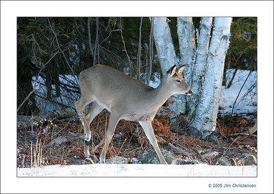 Deer at 3200 ISO