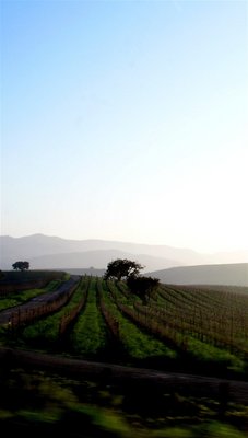 california vineyards 