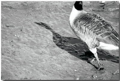 Shadow of a Goose