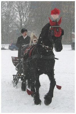 Gliding in the snow !!