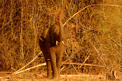 Tusker In The Wild