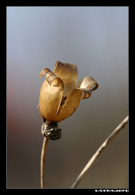 Dry Flower