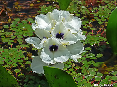 Aguapé Bloom