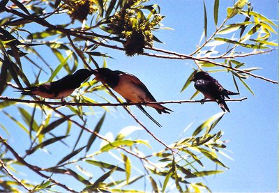 FEEDING