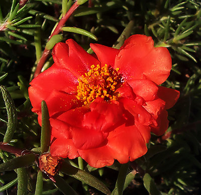 Moss Rose