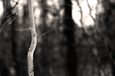 dancing naked in the woods