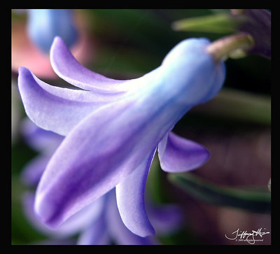 hyacinth bloom