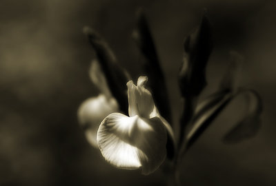 Flower in Midnight Sepia