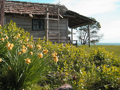 daffodils at heron rocks