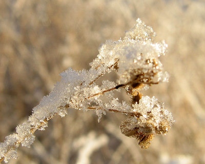 Snow flower