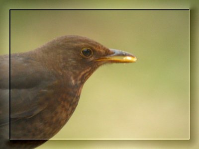 eating bird