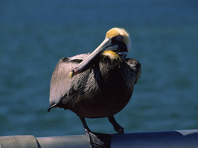 One legged pelican