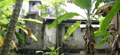 House among Banana trees