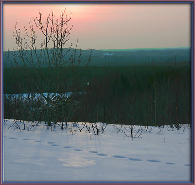 Wolf Tracks at Sundown