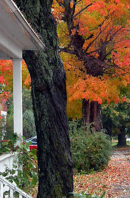 Autumn Ambiance