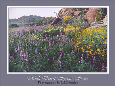 High Desert Spring Series