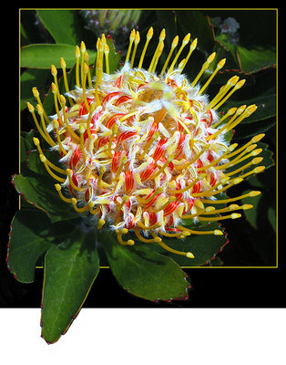 Leucospermum Cordifolium1(SouthAfrica)
