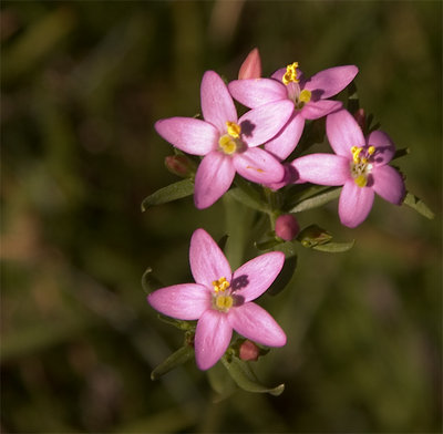 Pink Stars