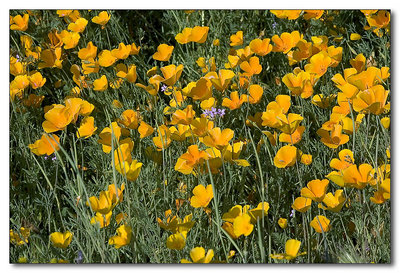 Poppies, Poppies